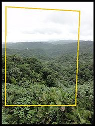 Stitch rainforest.jpg