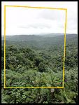 Stitch rainforest.jpg